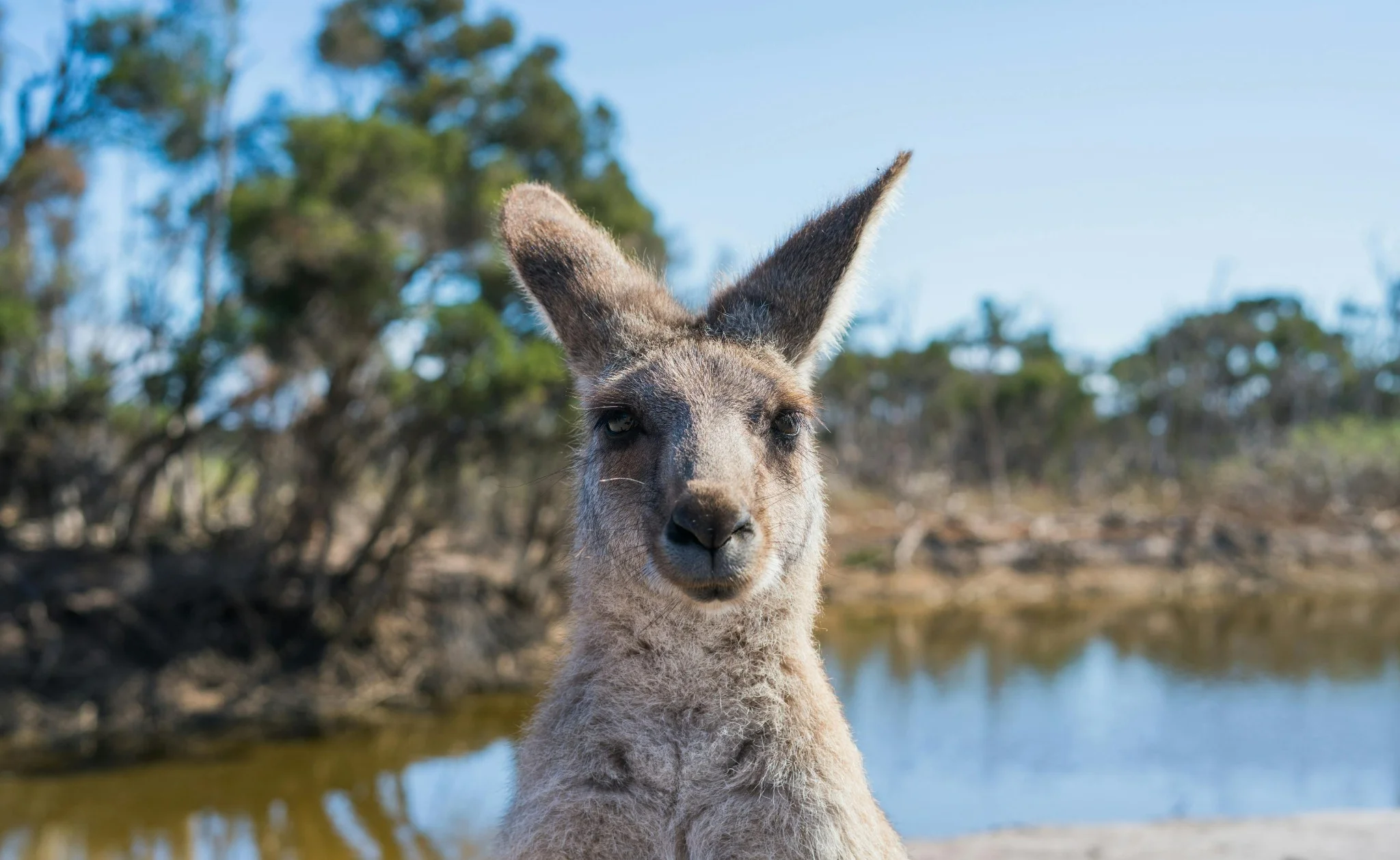 kangourou-nature-australie