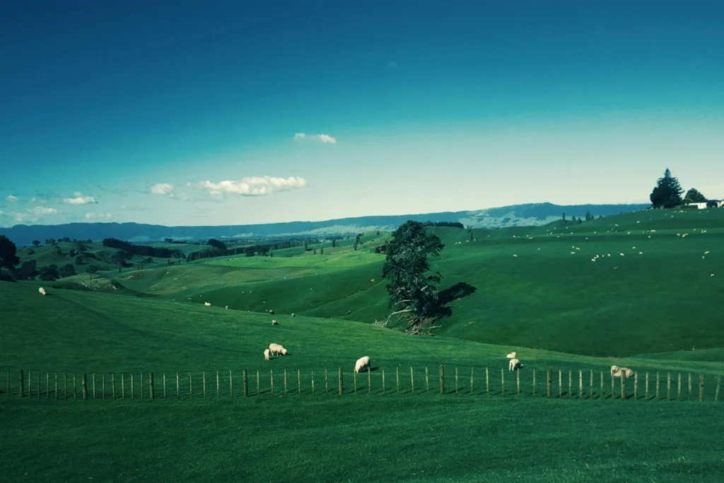 nouvelles_zelande_paysages_fermes